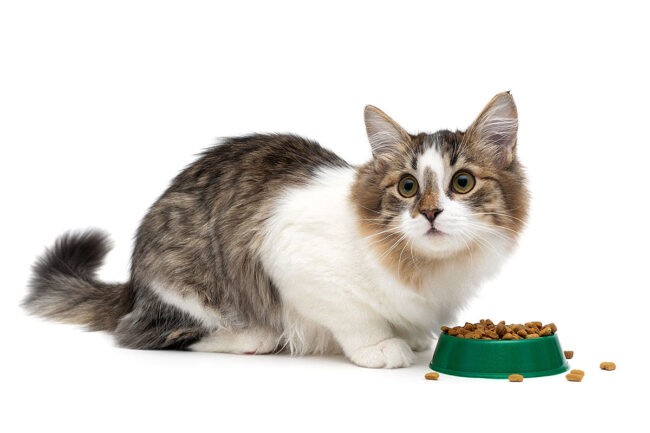 KSU to host pet food formula course