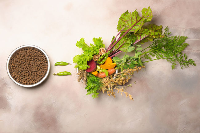 Plant-based pet food in a bowl