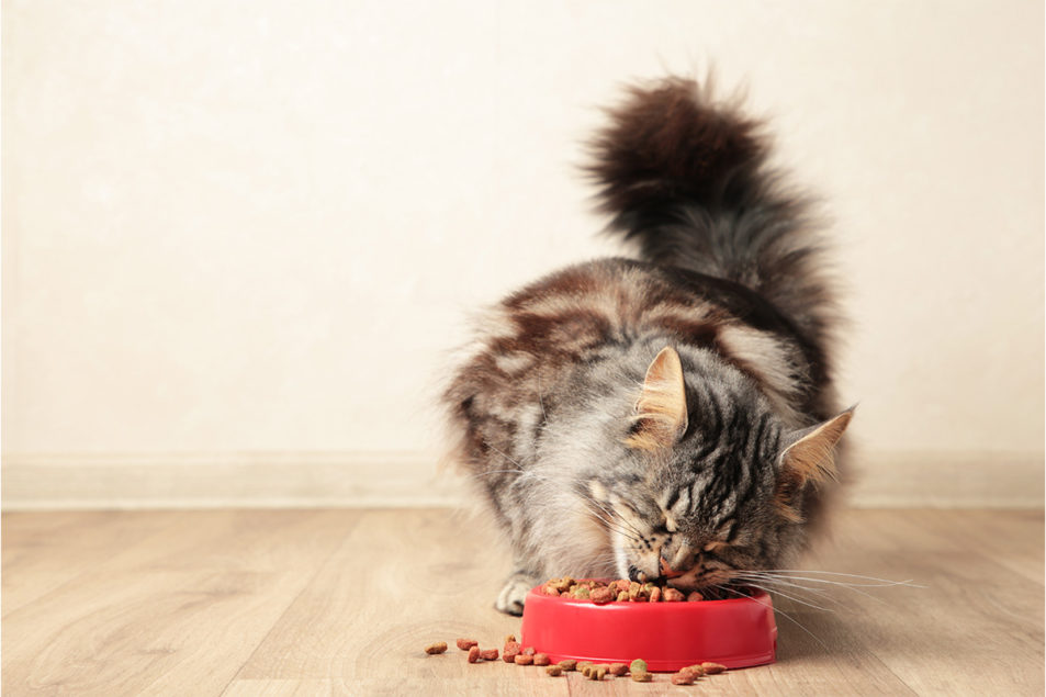 Premium Petfood Brands acquires organic pet food brand