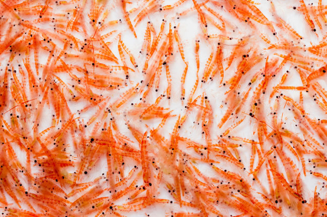 Antarctic krill