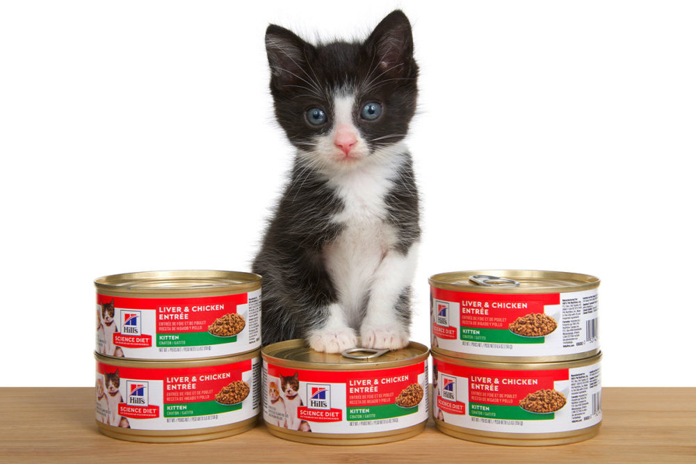 Kitten with cans of wet Hill's Pet Nutrition food