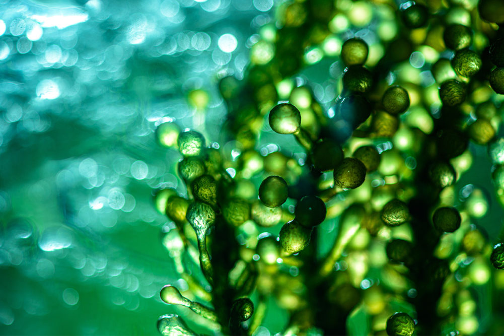 Microalgae