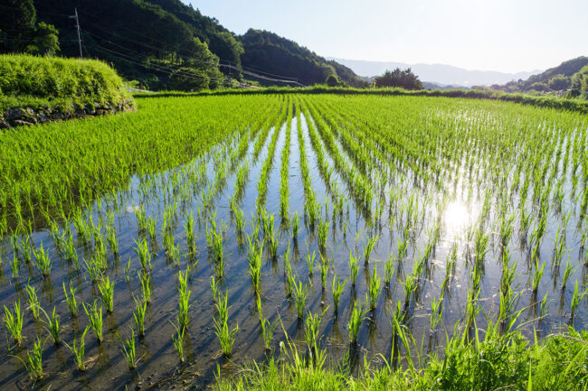 Image of rice farm