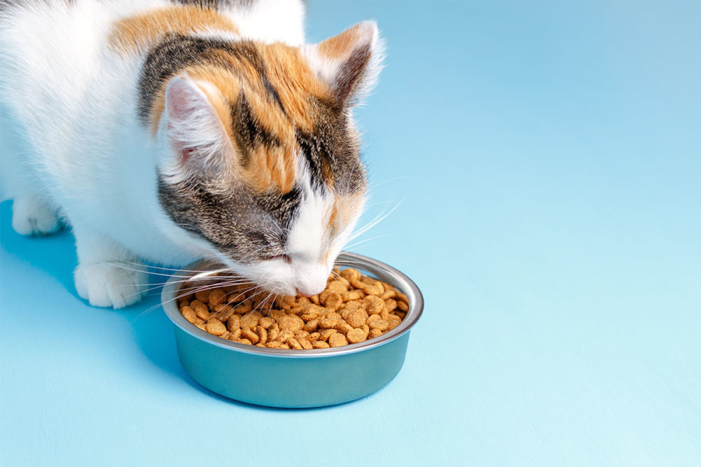 Cat eating out of bowl