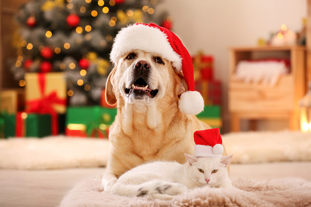 Dog and cat in Santa hats