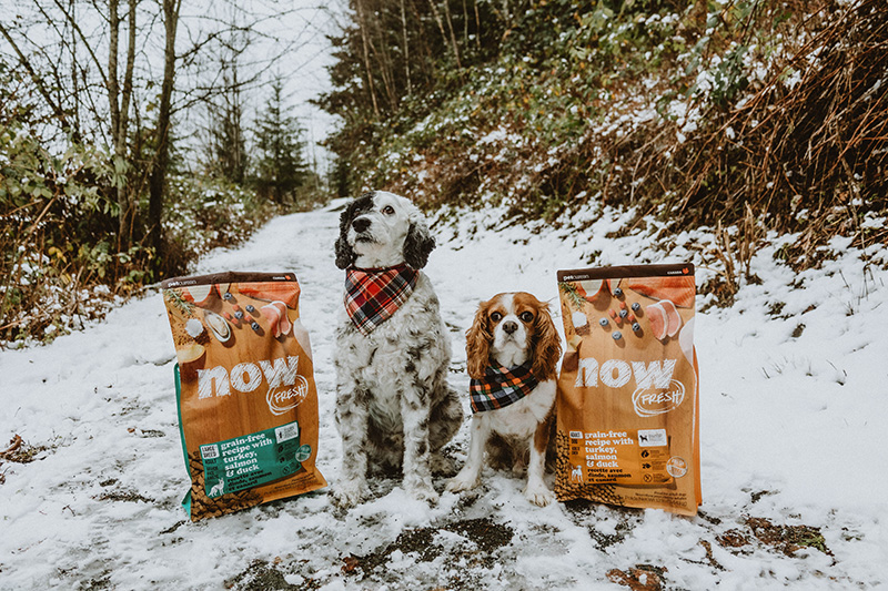 Petcurean's Now Fresh dog food