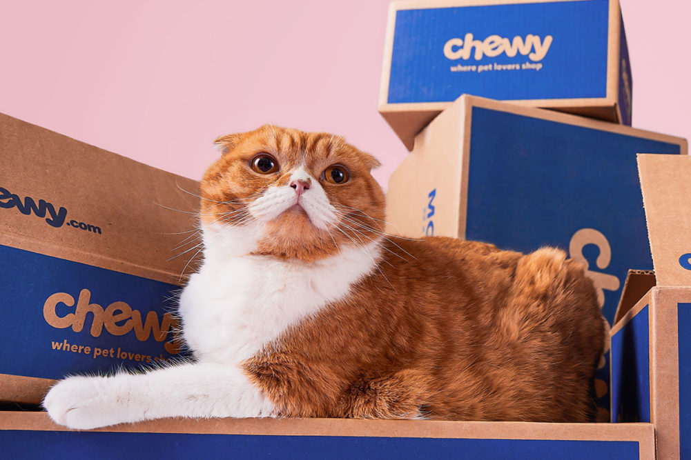 Orange cat surrounded by Chewy boxes