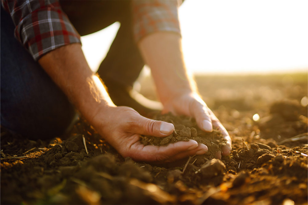 Person holding soil