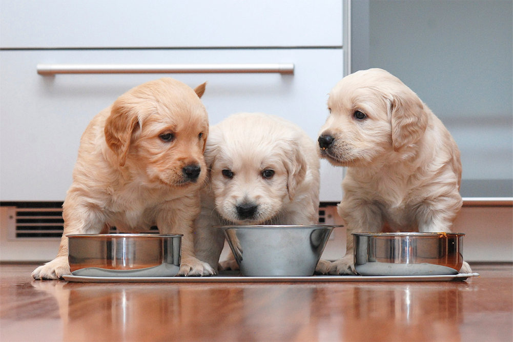 Puppies eating