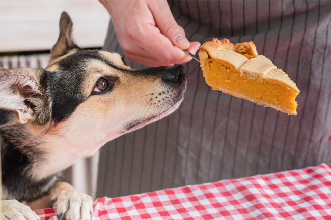 Dog trying to eat pumpkin pie