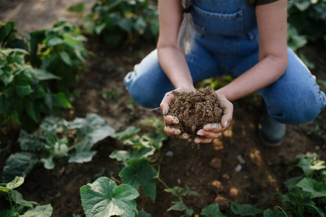 Farmer holding soil