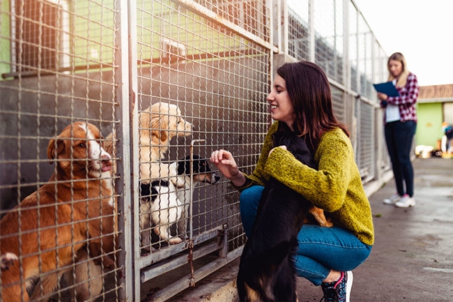 Woman at an animal shelter looking to adopt a dog