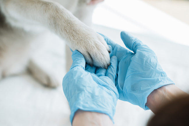 Veterinarian holding a dog's paw