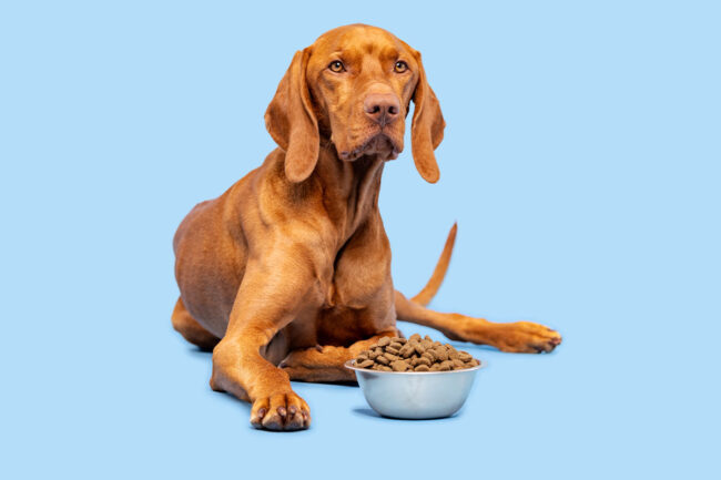 Dog with bowl of dry pet food