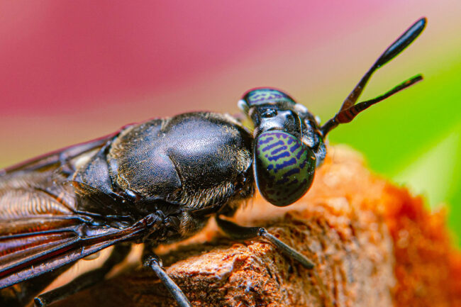 Black soldier fly