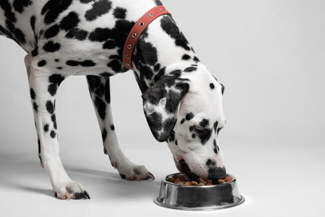 Dog eating out of bowl