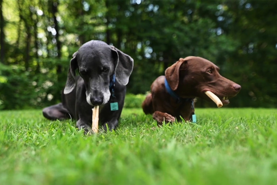 Pawstruck introduces collagen dog chews | Pet Food Processing