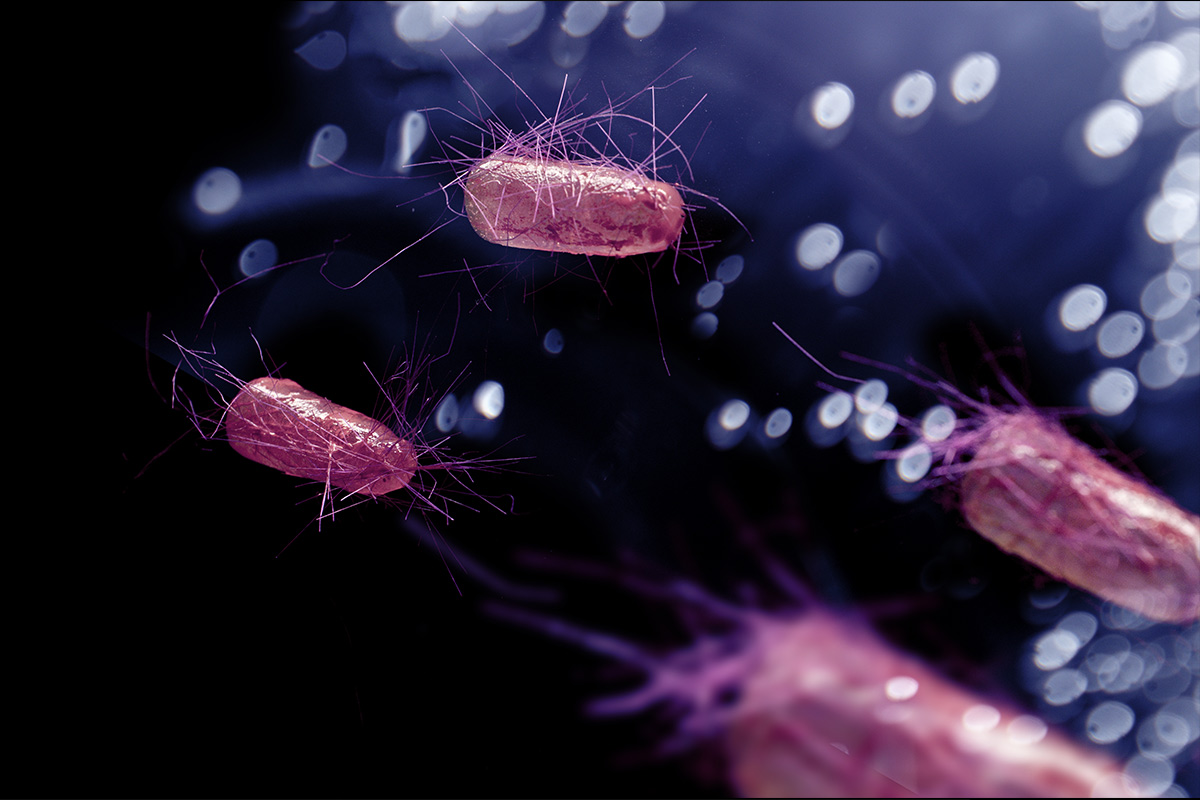 Presence Of Shiga Toxin Producing Pathogens In Raw Pet Foods May   090221 STEC RMBD Study Lead Src.Ezume Images 