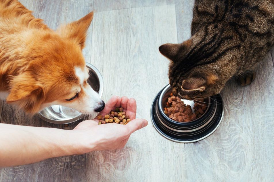 Packaged Facts predicts top 5 trends for pet food | 2020-09-18 | Pet