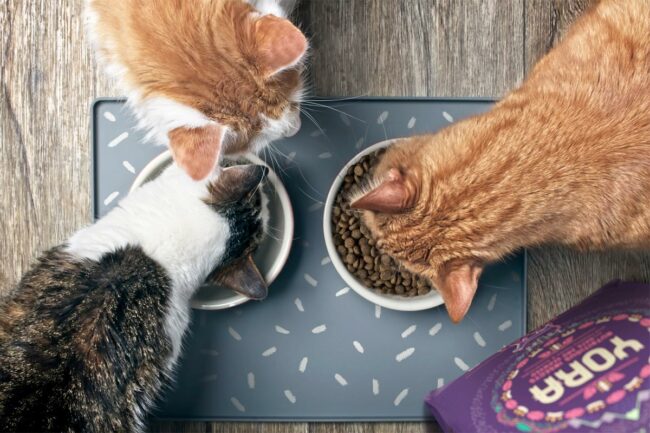 Yora Pet Foods introduces new insect-based cat food formula