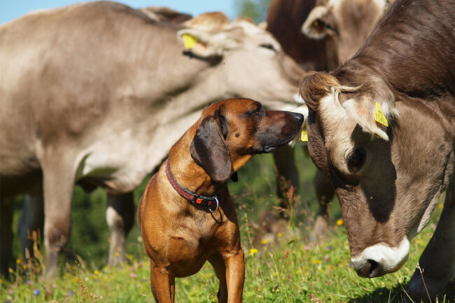 Kansas State University partners with Elanco to further animal health research