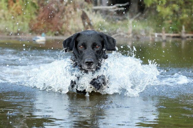 Ducks Unlimited presents Corporate Conservation Achievement Award to Nestle Purina PetCare