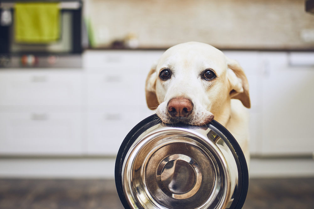Can Dogs Eat Sweet Potatoes? The Truth Might Surprise You - Dogs Naturally