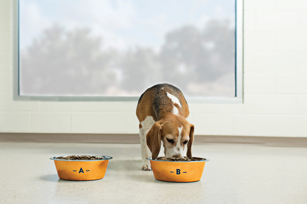 Pet Parent's Guide to Choosing the Right Dog Food Bowl