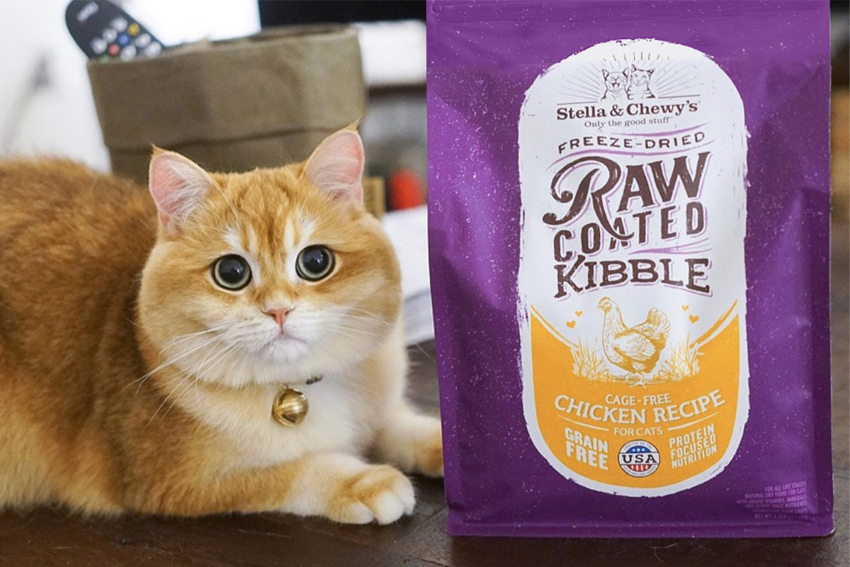 chewy cat food