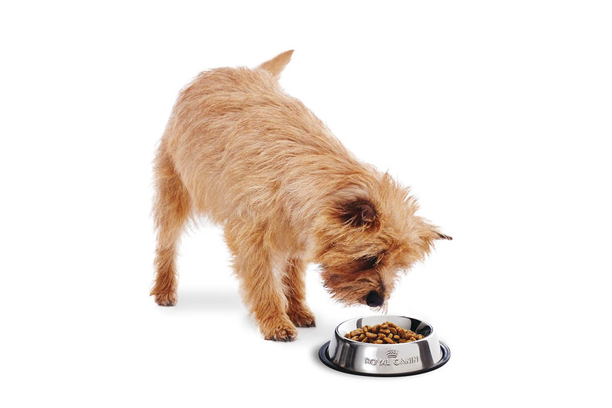 dog eating bowl