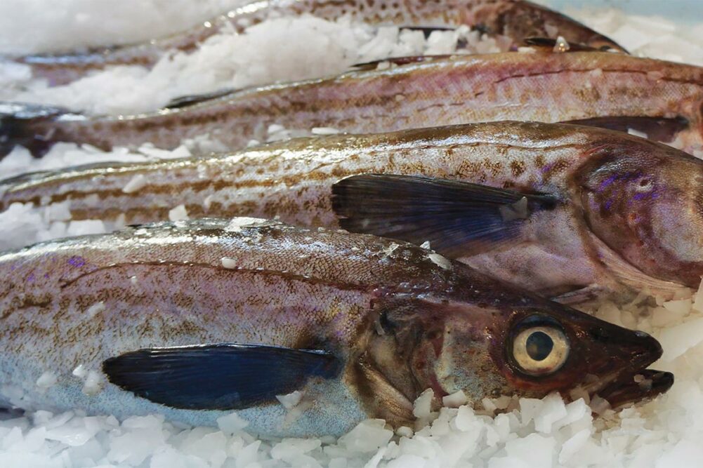 Close up of Wild Alaska Pollock on ice